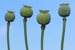 poppy-violet_07Jul22