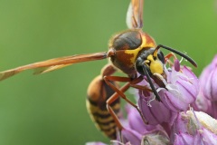 potter-wasp_01Jul22