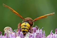 potter-wasp_02Jul22