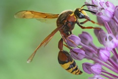 potter-wasp_30Jun22