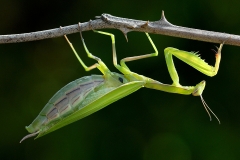 praying-mantis_11Sep09