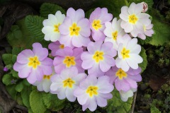 primrose_17Mar26