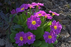 primrose_19Mar26