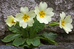 primrose_30Jan23