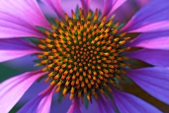 purple-coneflower_06Jul19