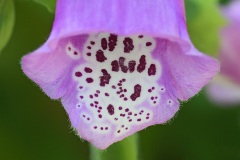 purple-foxglove_19May22