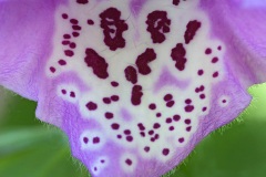 purple-foxglove_20May22