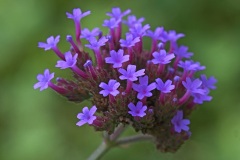 purple-top-vervain_18Sep23