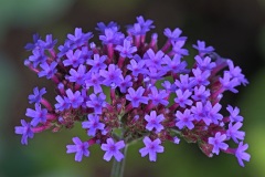 purple-top-vervain_19Sep23