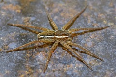raft-spider_28Apr19