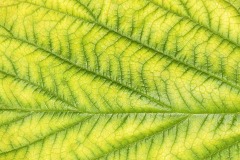 raspberry-leaf_23Jul22