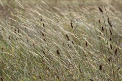 red-fescue_07Sep23