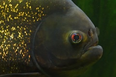 red-piranha_24Jan24
