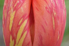 red-tulip_01Apr26