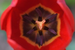 red-tulip_02Apr26