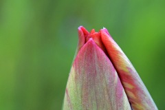 red-tulip_29Mar26