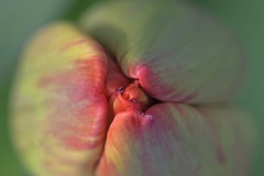 red-tulip_30Mar26