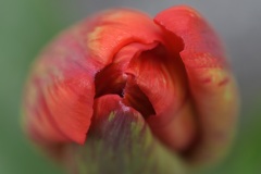 red-tulip_31Mar26