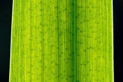 reed-leaf_16Aug23