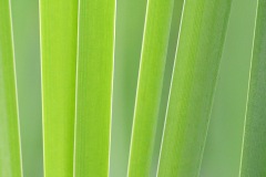 reed-leaf_31May25