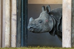 rhino_09Jul20