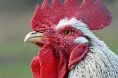 rooster_17Mar08