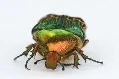 rose-chafer_04Sep25
