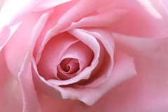 rose_12June22