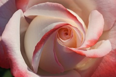 rose_23May22