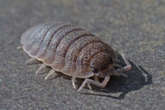 rough-woodlouse_06Apr24