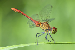 ruddy-darter_01Aug26