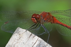 ruddy-darter_08Aug22