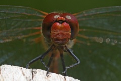 ruddy-darter_09Aug22