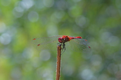 ruddy-darter_29Jul26