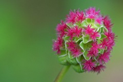salad-burnet_27May22