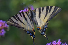 scarce-swallowtail_04Jul26