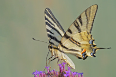 scarce-swallowtail_06Jul26