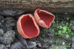 scarlet-cup_17Mar24
