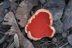 scarlet-cup_18Mar24