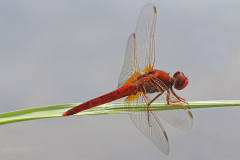 scarlet-dragonfly_15Jul26