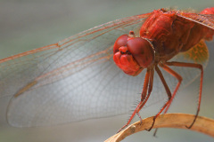 scarlet-dragonfly_20Jul26