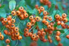 scarlet-firethorn_13Sep22