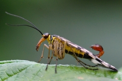 scorpion-fly_01May09