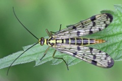 scorpion-fly_11Sep23