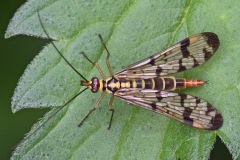 scorpion-fly_19Sep22