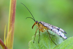 scorpion-fly_20Apr22