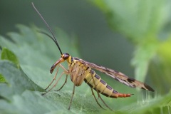 scorpion-fly_20Sep22