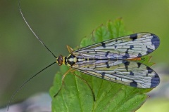scorpion-fly_21Apr22