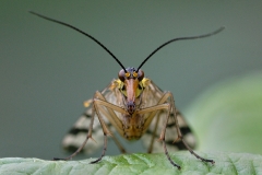 scorpion-fly_30Apr09