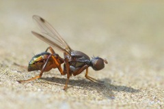 sepsis-fly_16Mar26